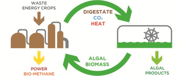 algaebiogas process